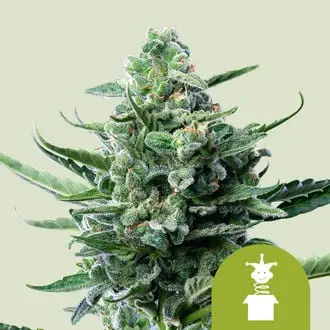 Auto Royal Jack cannabis seeds by Royal Queen Seeds