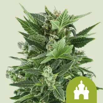 Auto Royal Kush cannabis seeds by Royal Queen Seeds