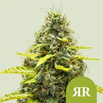 Auto Royal Runtz cannabis seeds