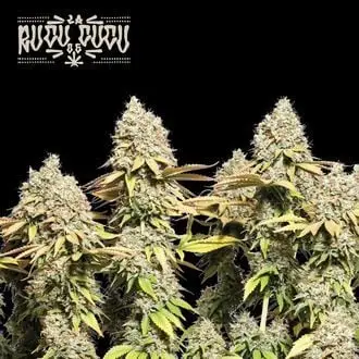 Auto Rucu Cucu OG cannabis seeds