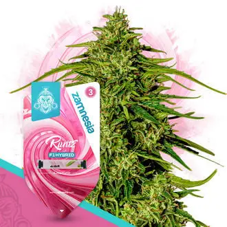 Auto Runtz F1 cannabis seeds