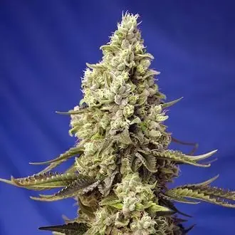 Auto Runtz XL cannabis seeds