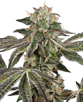 Auto Runtz cannabis seeds