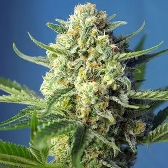 Auto S.A.D. cannabis seeds by Sweet Seeds