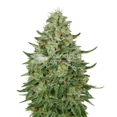 Auto Santa Maria cannabis seeds