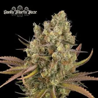 Auto Santa Marta Haze cannabis seeds