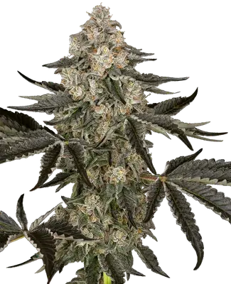 Auto Sauvignon Blanc cannabis seeds