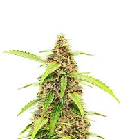 Auto Scarlet Skunk cannabis seeds