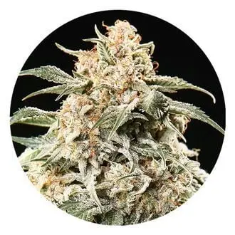 Auto Semi Auto Mix cannabis seeds
