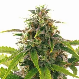 Auto Sensation Haze cannabis seeds by Sensation Seeds
