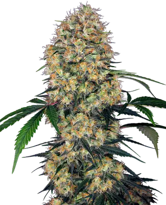 Auto Sensi Amnesia XXL cannabis seeds