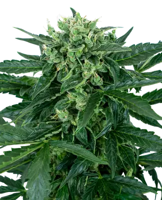 Auto Sensi Amnesia cannabis seeds