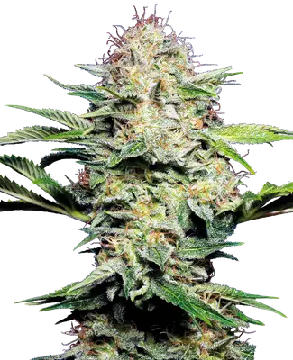 Auto Sensi Skunk cannabis seeds