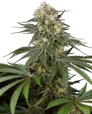 Auto Sensi Supreme Angel's Bliss CBD F1 cannabis seeds