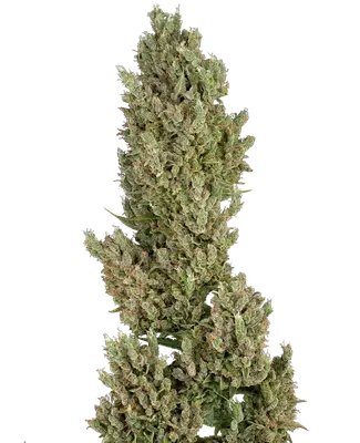 Auto Sensi Supreme Jack F1 cannabis seeds