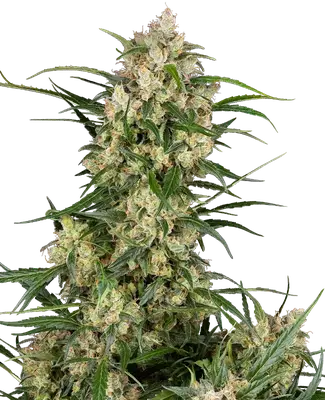 Auto Sensi Supreme Oak F1 cannabis seeds