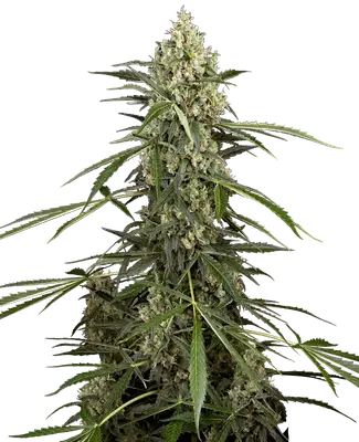 Auto Sensi Supreme Skunk F1 cannabis seeds