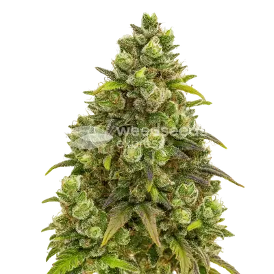 Auto Sexxpot cannabis seeds