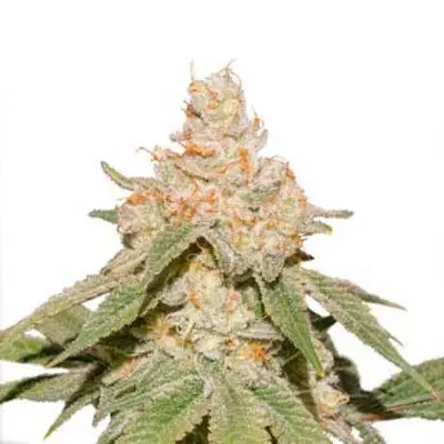 Auto SFV OG cannabis seeds