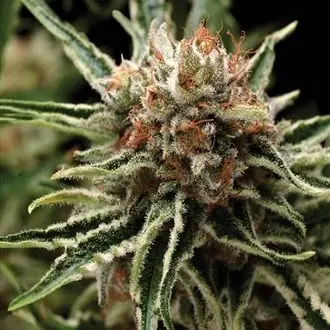 Auto Shark cannabis seeds by Pyramid Seeds