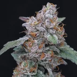 Auto SherBacio OG cannabis seeds by Pure Instinto