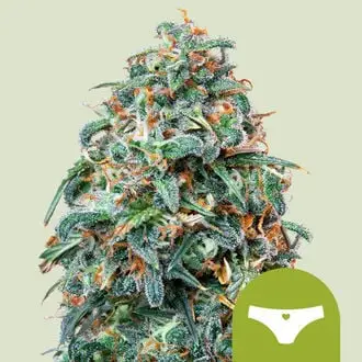 Auto Sherbet Queen cannabis seeds