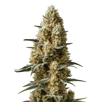 Auto Sherbet cannabis seeds