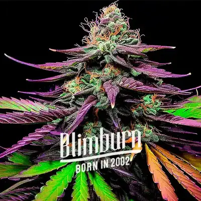 Auto Shiskaberry cannabis seeds by Blimburn Seeds