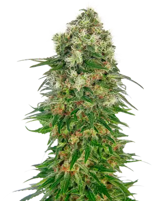 Auto Shiva Skunk cannabis seeds