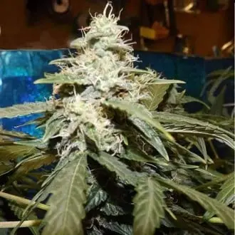 Auto Short Rider cannabis seeds