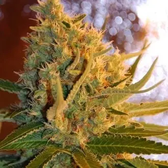 Auto Shot Adrenaline cannabis seeds
