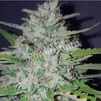 Auto Shotgun cannabis seeds by Pure Instinto