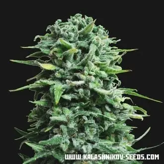 Auto Siberian Haze cannabis seeds by Kalashnikov Seeds