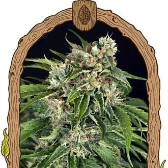 Auto Sir Jack Auto Pure CBD cannabis seeds by Exotic Seed