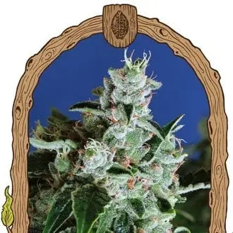 Auto Sir Jack cannabis seeds