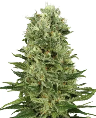 Auto Skunk #1 cannabis seeds