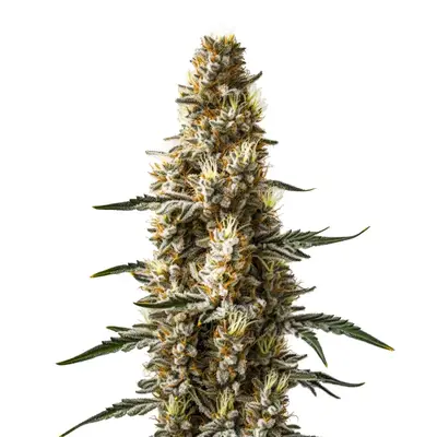 Auto Skunk Kush cannabis seeds by Blimburn Seeds