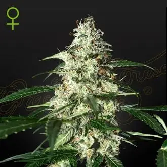 Auto Skunk cannabis seeds by Strain Hunters