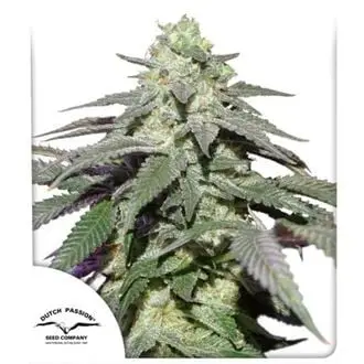 Auto Skywalker Haze cannabis seeds by Dutch Passion