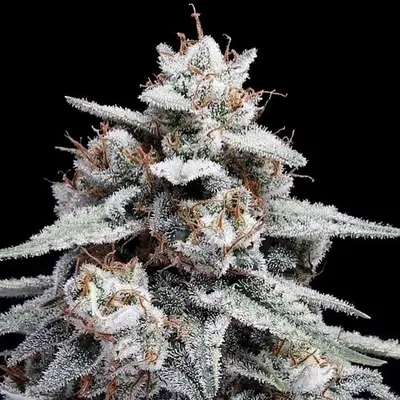 Auto Skywalker Kush cannabis seeds