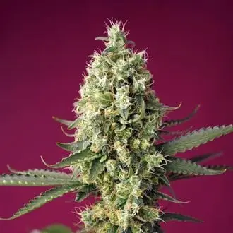 Auto Skywalker OG Runtz XL cannabis seeds