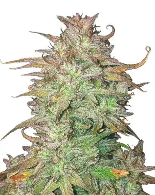 Auto Skywalker OG cannabis seeds