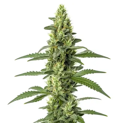 Auto Skywalker cannabis seeds by Blimburn Seeds