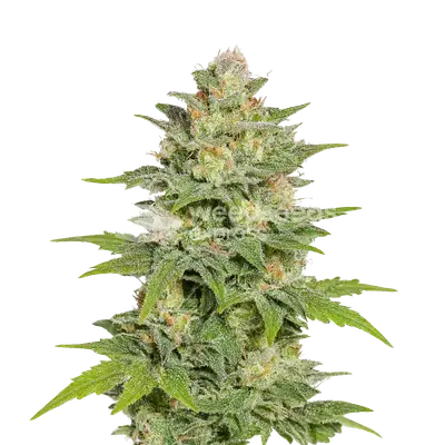 Auto Sleepy Joe OG cannabis seeds
