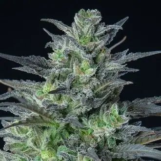Auto Sleepy Joe cannabis seeds