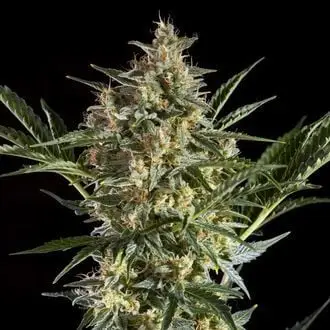 Auto Sleepy Yoda cannabis seeds