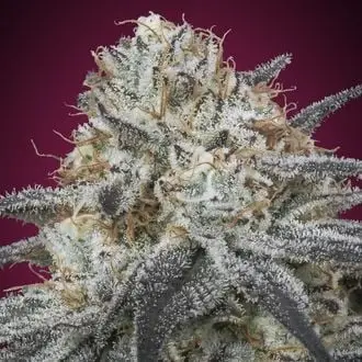 Auto Slurricane cannabis seeds