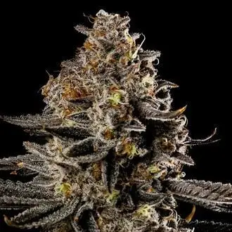 Auto Smashberry Fumez cannabis seeds