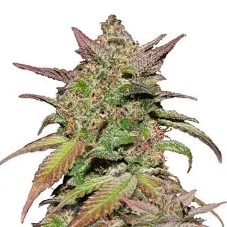 Auto Smoothie cannabis seeds by Fastbuds