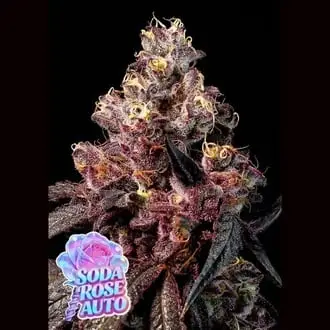 Auto Soda Rose cannabis seeds